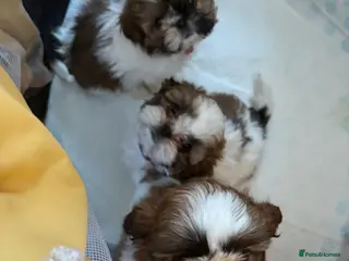 Shih Tzu dogs 3 lovely girl shih tzu puppies - Advert 2