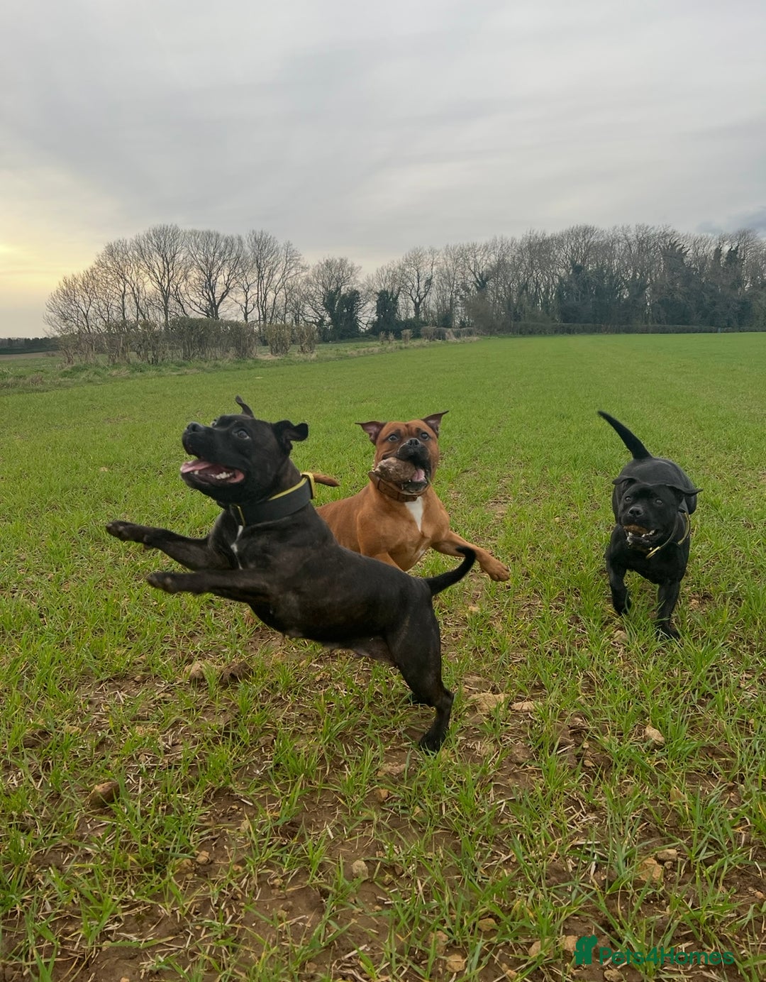 Staffordshire Bull Terrier dogs for sale: Brindle Stafford puppies 🐾🧡🖤 - Advert 13