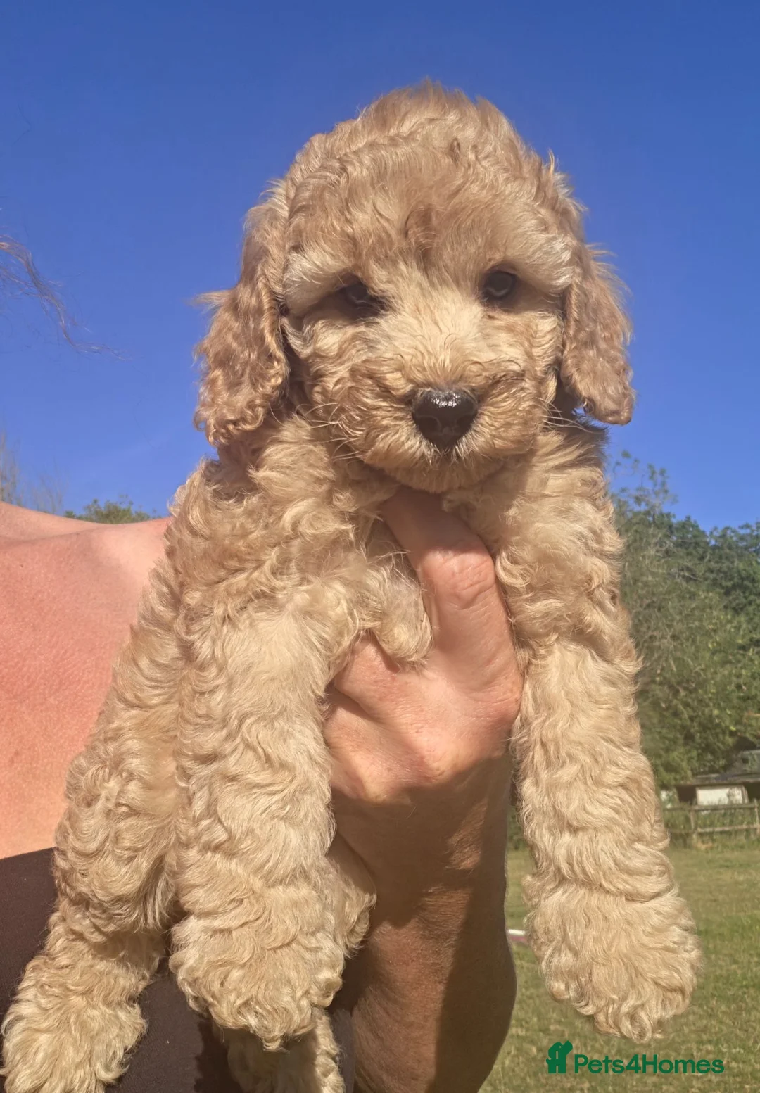 Cockapoo dogs for sale: Gorgeous cockapoos - Advert 2