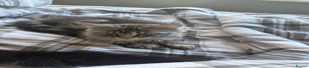 Maine Coon Kitten 5