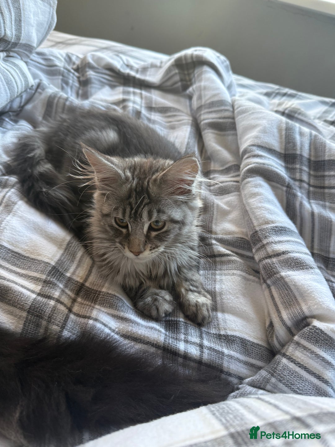 Maine Coon cats for sale: Maine Coon Kittens in Greenford - Image 30