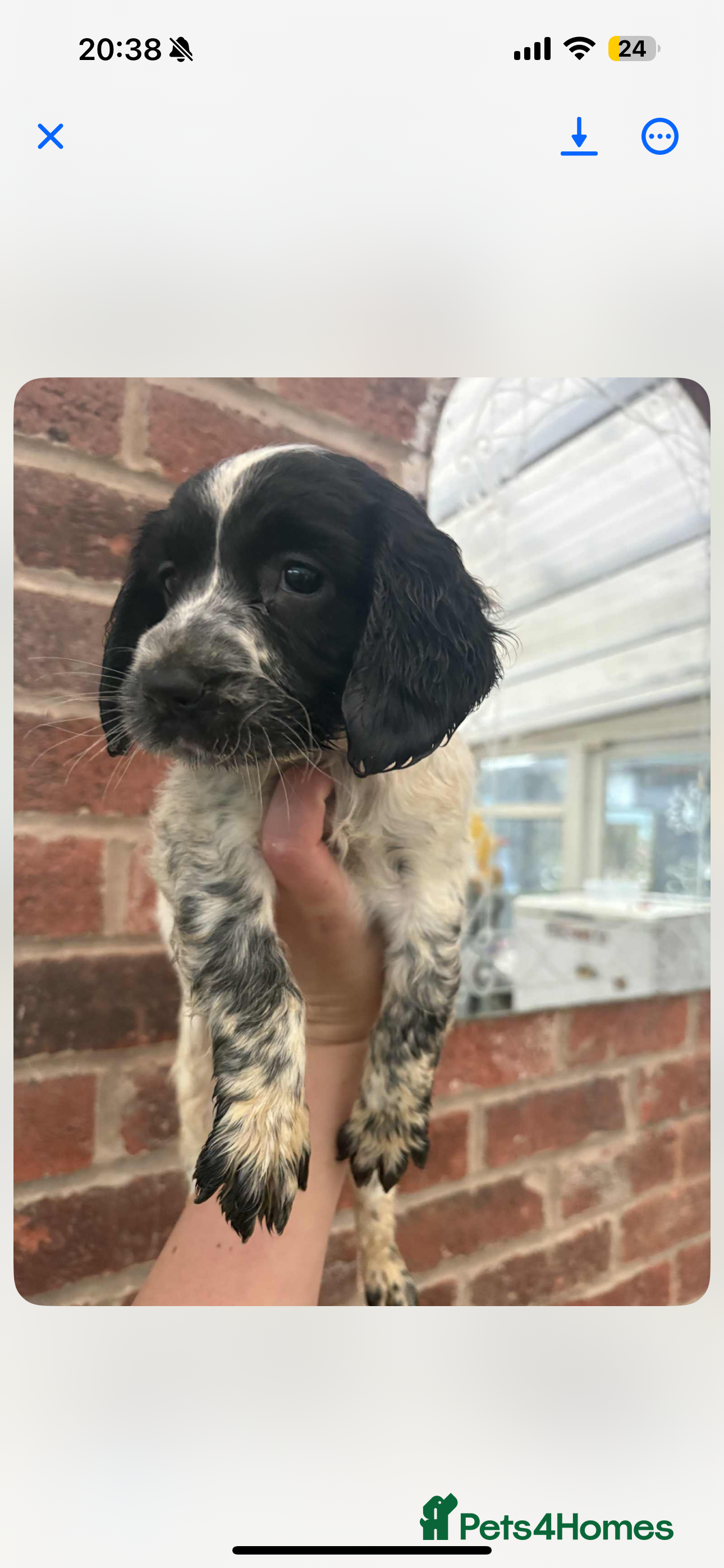 Sprocker dogs Sprocker girl  - Advert 1