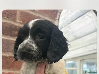 Sprocker dogs Sprocker girl - Advert 1