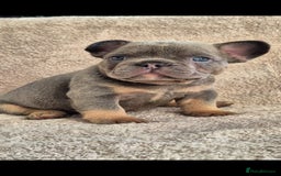 French Bulldog dogs for sale: 🔥🔥FRENCH BULLDOG PUPPIES🔥🔥 - Advert 12
