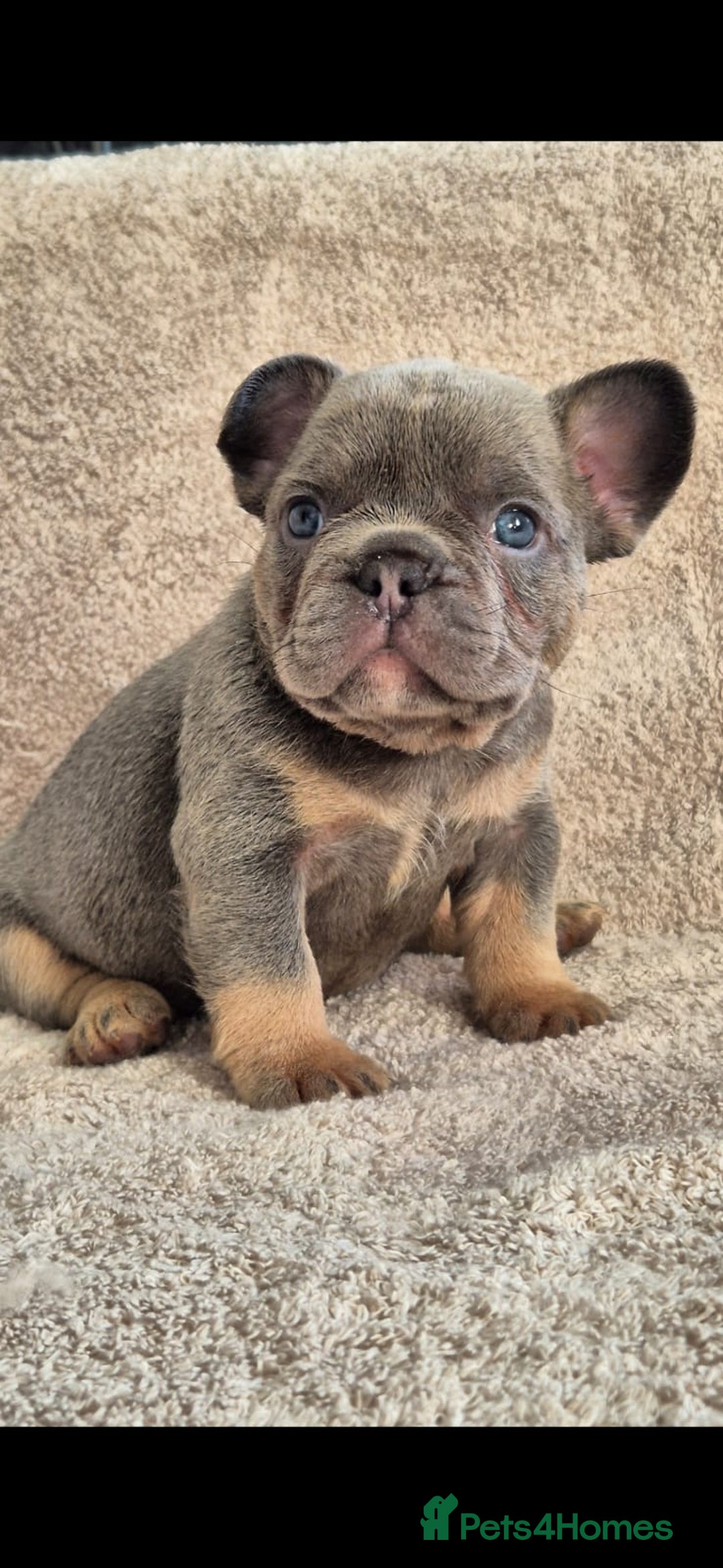 French Bulldog dogs for sale: 🔥🔥FRENCH BULLDOG PUPPIES🔥🔥 - Advert 12