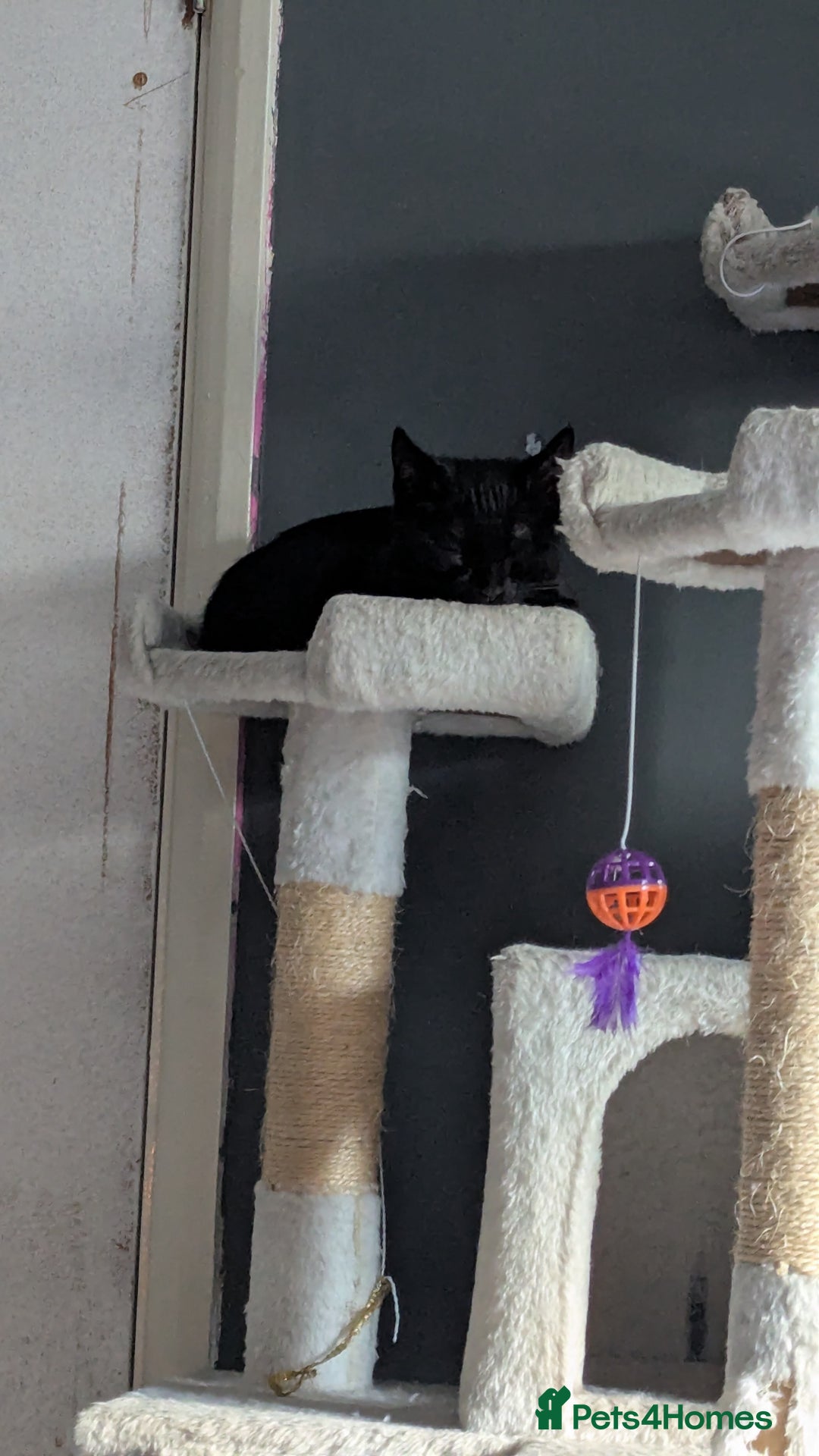 Mixed Breed cats for sale: Kitten  - Image 2
