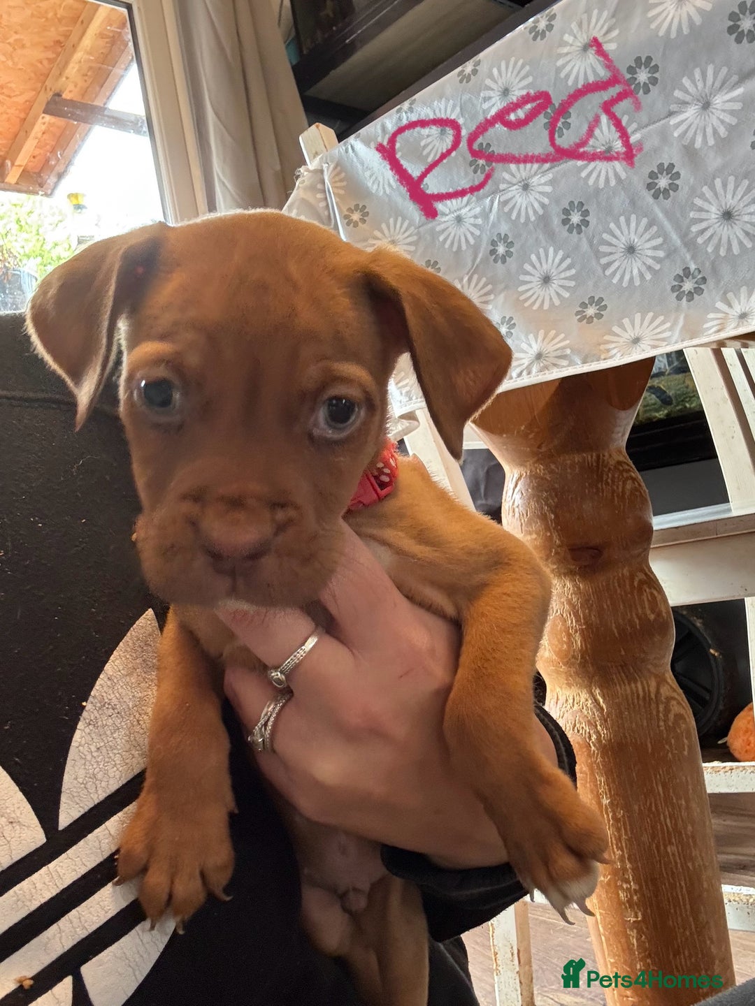 Mixed Breed dogs for sale: Dogue de bordeaux cross spaniel - Image 3