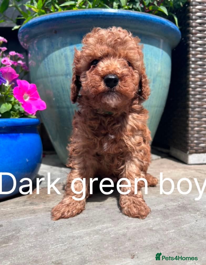Maltipoo dogs 🐾Ready Now🐾 Stunning Maltipoo Puppies  - Advert 1