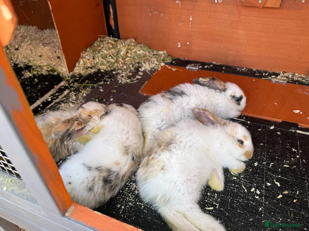 English Lop rabbits for sale: Two lop babies  - Advert 1