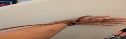 Corn Snake reptiles for sale: Corn Snake ( moonstone x Wildtype )CB24  - Advert 2