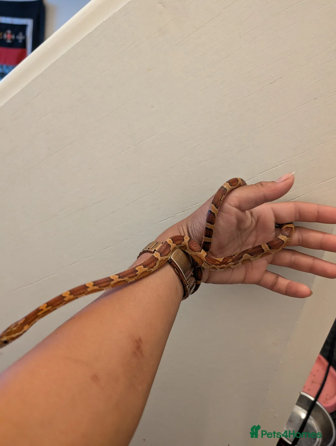 Corn Snake reptiles for sale: Corn Snake ( moonstone x Wildtype )CB24  - Advert 2