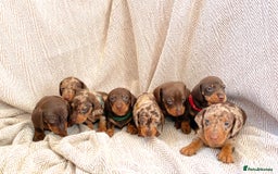 Miniature Dachshund dogs for sale: 8 MINIATURE DACHSHUNDS - Advert 20