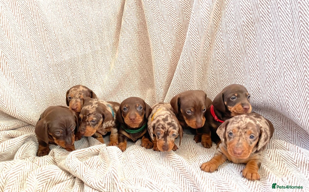 Miniature Dachshund dogs for sale: 8 MINIATURE DACHSHUNDS - Advert 20