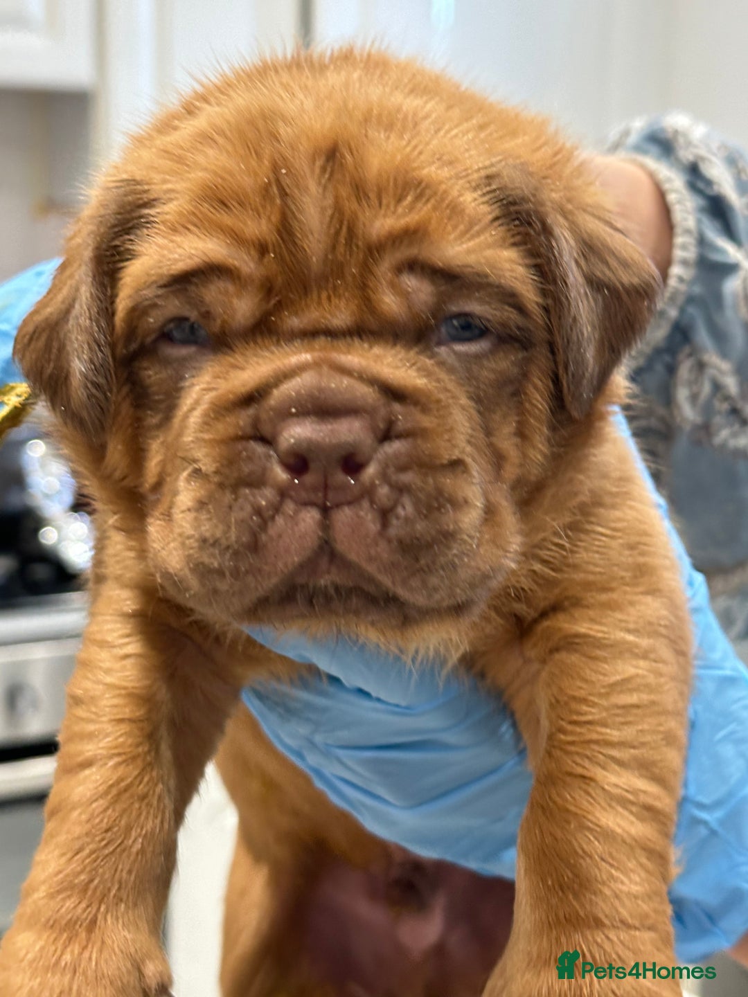 Dogue De Bordeaux dogs for stud: Kc registered Beautiful dogue for stud !! in Rochdale - Advert 9