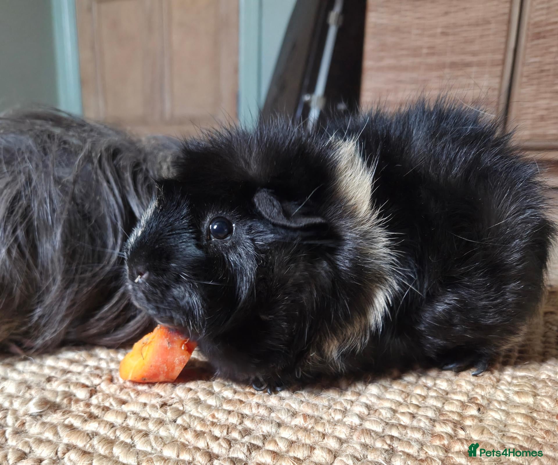Guinea Pig rodents for sale: Bonded pair of two two year old males - Advert 2