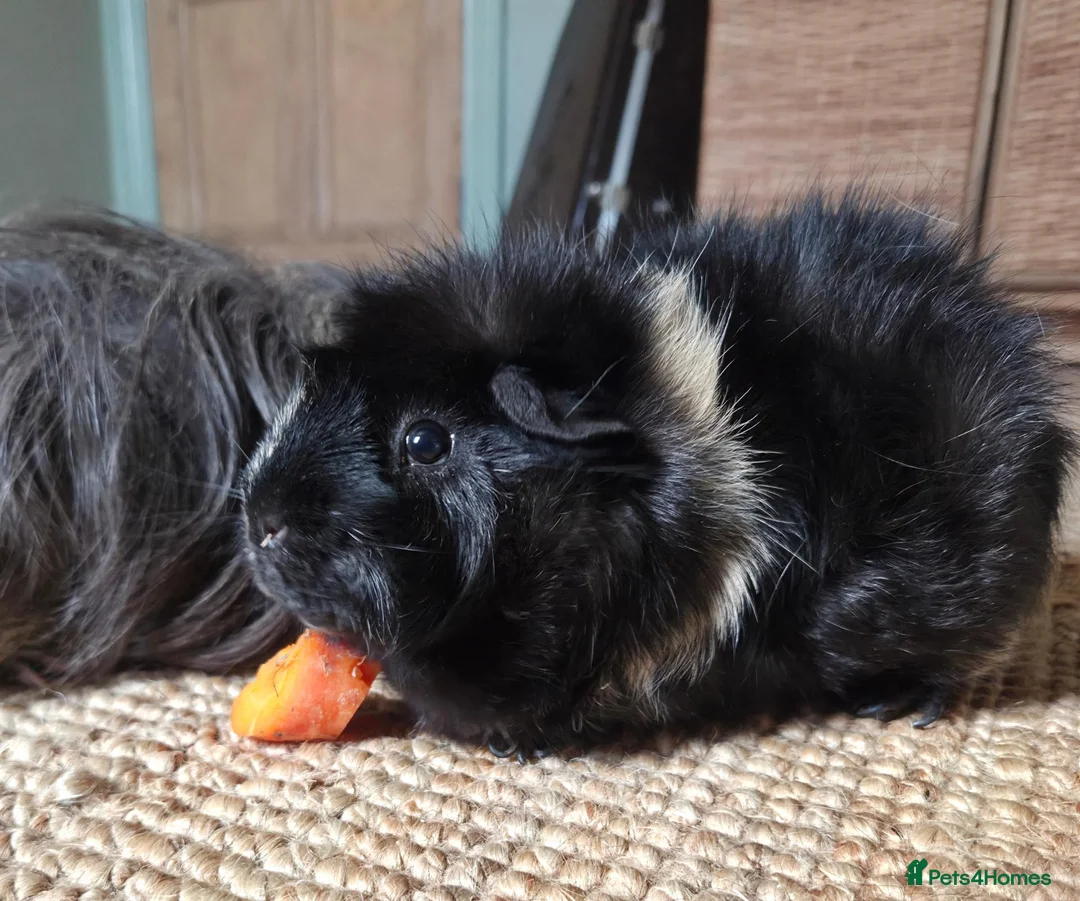 Guinea Pig rodents for sale: Bonded pair of two two year old males in Plymouth - Advert 1