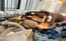 English Bulldog dogs for sale: One Beautiful Cuddly Girl Left 🏠💗 - Image 15