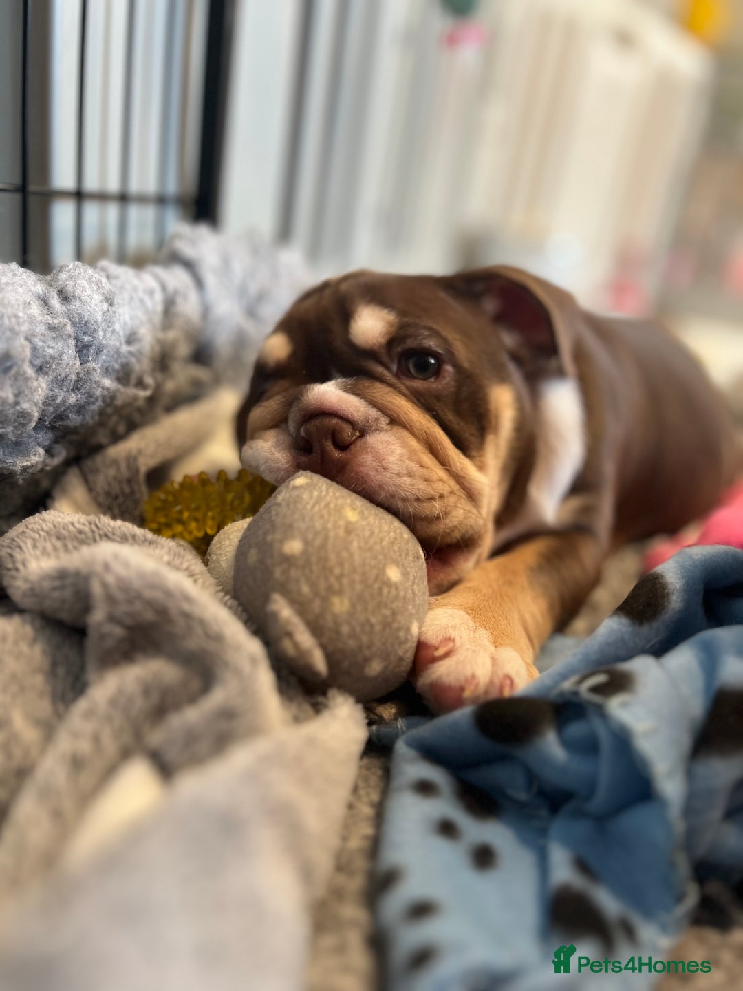 English Bulldog dogs for sale: One Beautiful Cuddly Girl Left 🏠💗 - Image 15