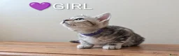 Bengal cats for sale: TICA Registered Bengal Kittens|Health Tested ❤️ - Advert 28
