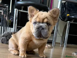French Bulldog dogs Unique Fluffy French Bulldog Puppies - Advert 2