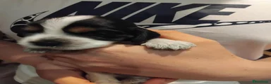 Cocker Spaniel 3