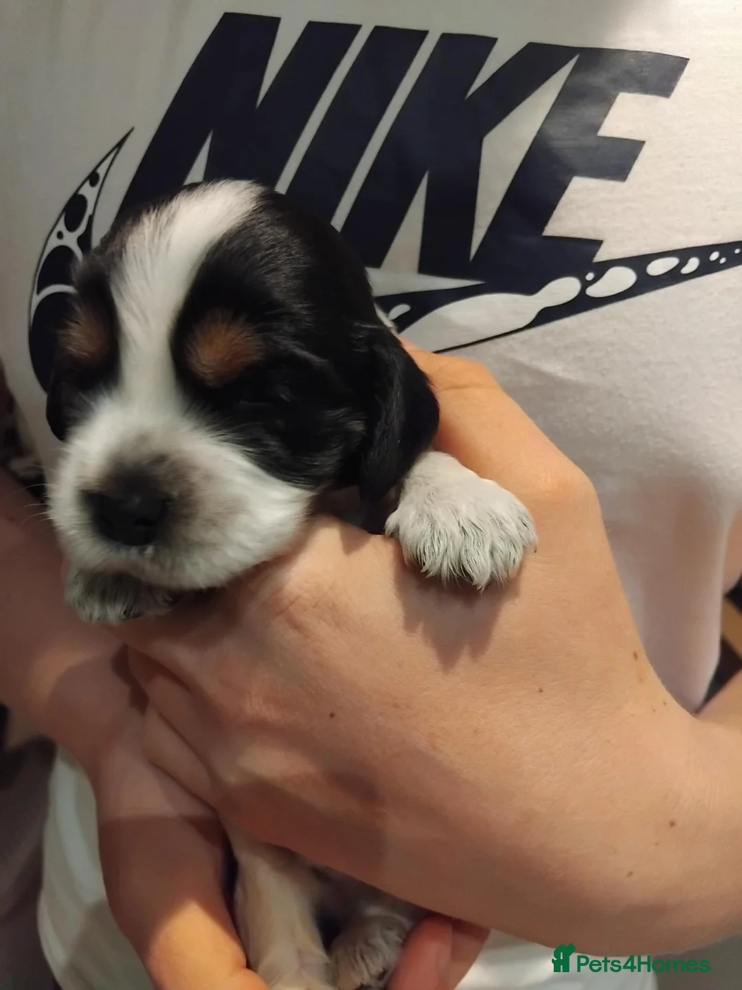 Cocker Spaniel dogs for sale: Show cocker spaniels  in Newcastle upon Tyne - Advert 2
