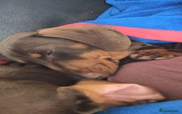 Dachshund dogs for sale: Two Dachshund Brothers - Image 18