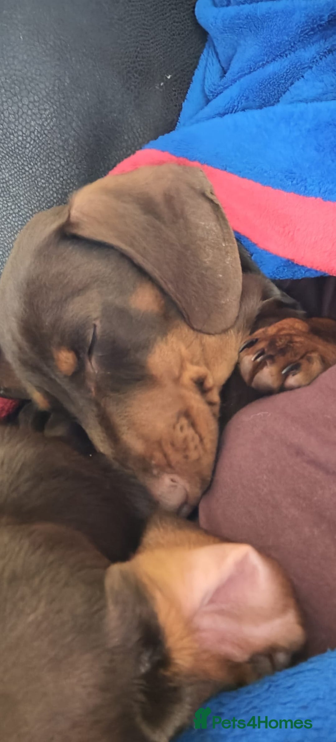 Dachshund dogs for sale: Two Dachshund Brothers - Image 18