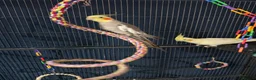 Cockatiels birds for sale: Cockertiels for rehoming in Bedale - Advert 2