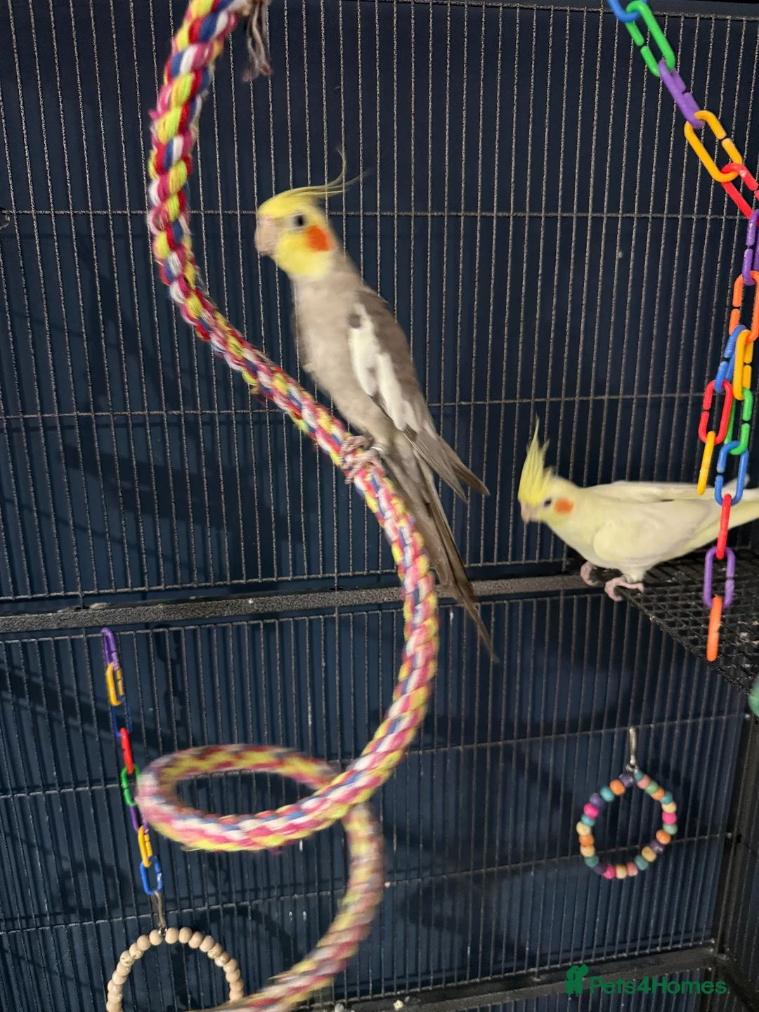 Cockatiels birds for sale: Cockertiels for rehoming in Bedale - Advert 2