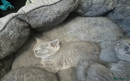 British Shorthair cats for sale: British short hair  - Image 9
