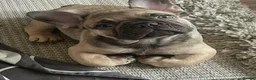 French Bulldog dogs for sale: 11 weeks, cage trained 1 Beautiful French Bulldogs - Advert 1