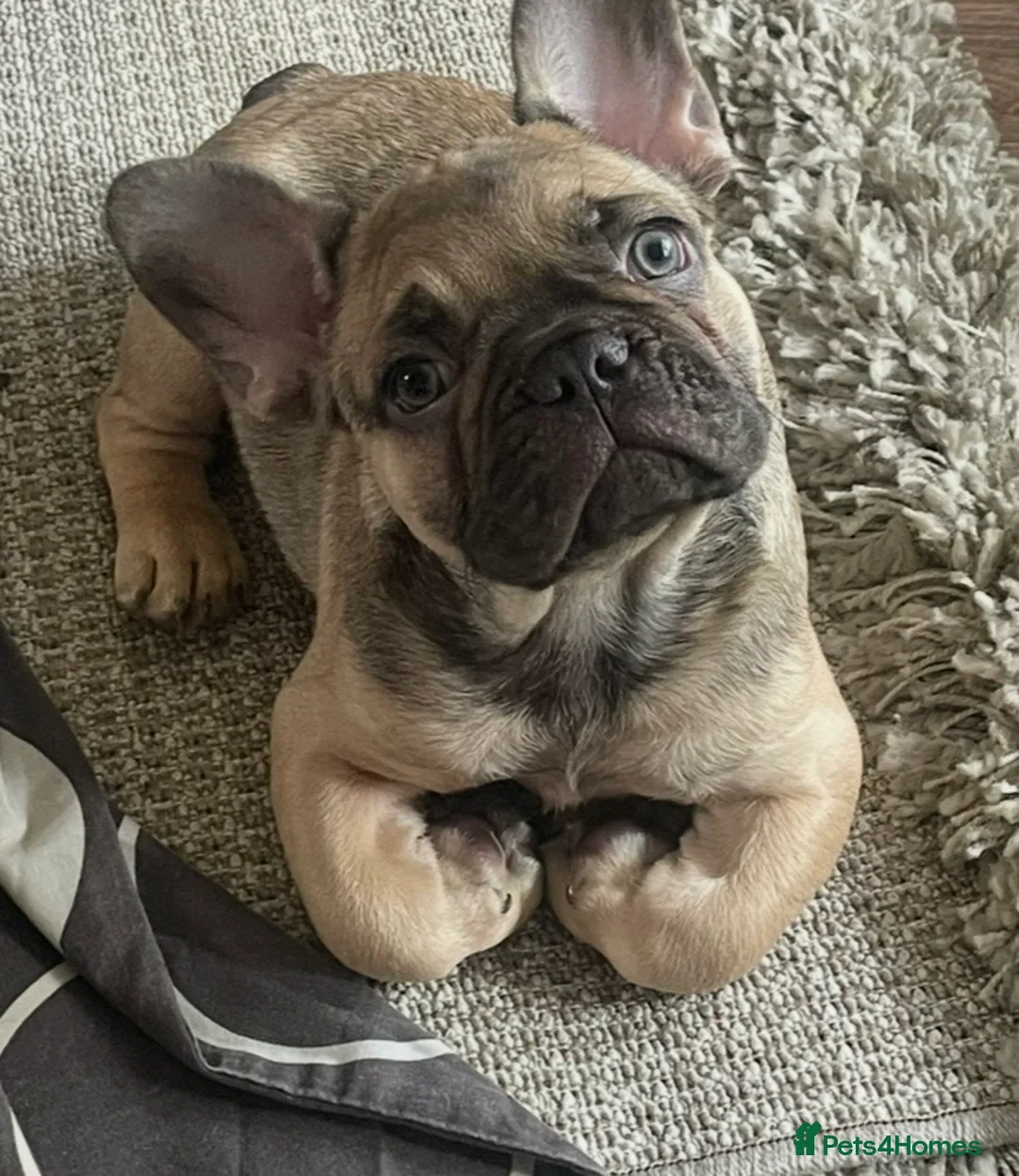 French Bulldog dogs for sale: 11 weeks, cage trained 1 Beautiful French Bulldogs - Advert 1