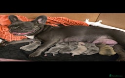 French Bulldog dogs for sale: Beautiful French bulldog puppies - Image 5