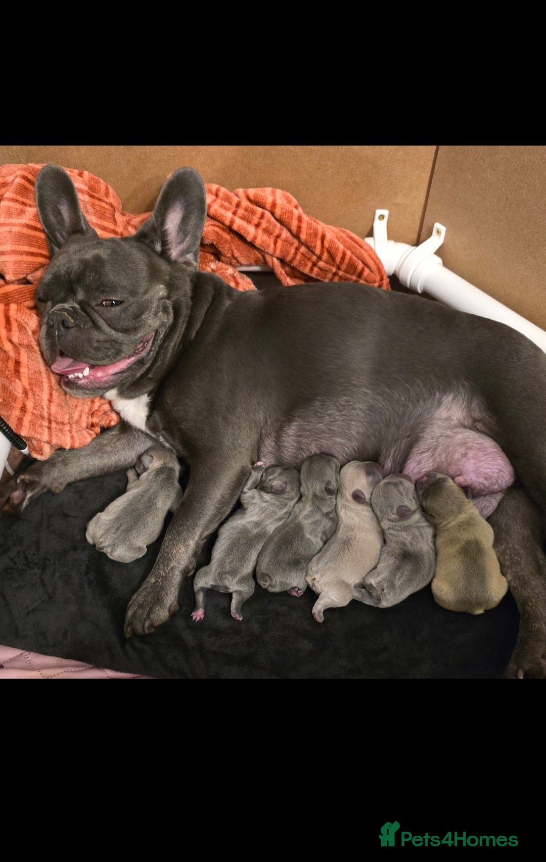 French Bulldog dogs for sale: Beautiful French bulldog puppies - Image 5