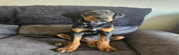 Dobermann dogs for sale: Male 3/4 doberman 1/4 huntaway  in Wetherby - Advert 5
