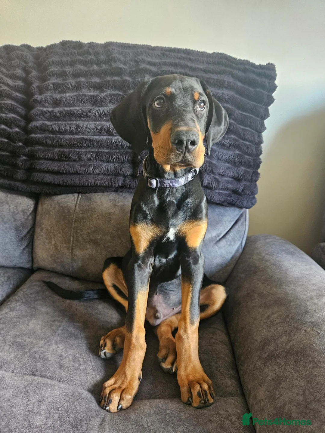 Dobermann dogs for sale: Male 3/4 doberman 1/4 huntaway  in Wetherby - Advert 5