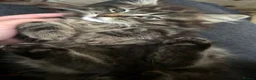Maine Coon cats for sale: BEAUTIFUL MAINE COON MIX KITTENS - Ready now - Advert 15