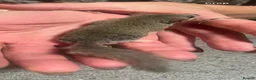 Mouse rodents for sale: colony of Pygmy squirrels, Pygmy dormice  - Advert 3