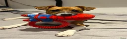 Plummer Terrier dogs for sale: 1 year old Plummer terrier for rehoming - Advert 2
