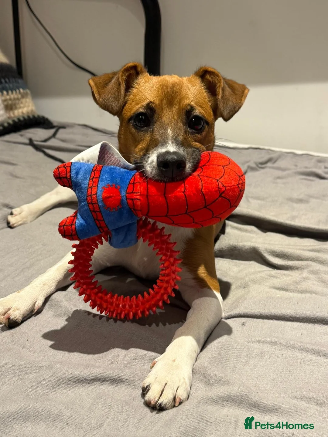 Plummer Terrier dogs for sale: 1 year old Plummer terrier for rehoming - Advert 2