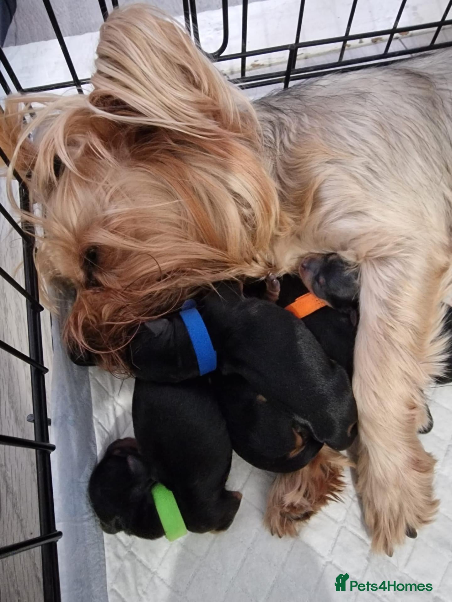 Yorkshire Terrier dogs 🐶❤️ Beautiful Yorkshire Terrier Puppies  - Advert 1