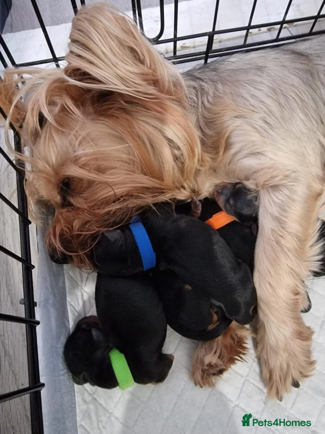 Yorkshire Terrier dogs for sale: 🐶❤️ Beautiful Yorkshire Terrier Puppies  - Advert 1