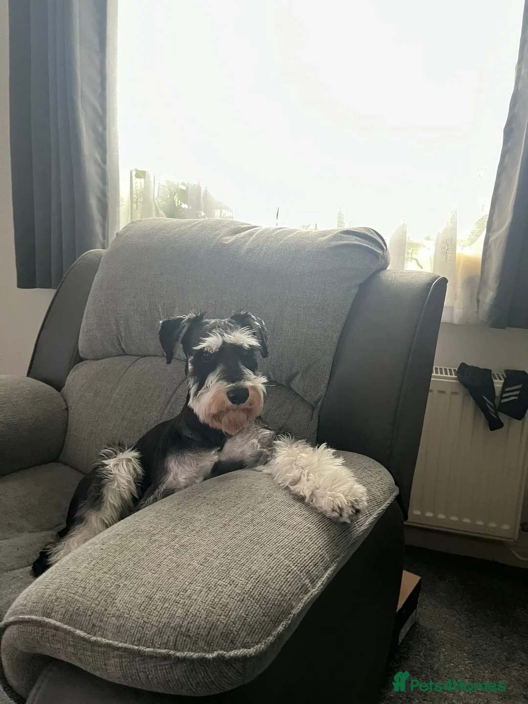 Miniature Schnauzer dogs for stud: KC Registered Miniature Schnauzer for Stud - Advert 8