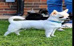 Chihuahua dogs for sale: Smooth coat boys available - Image 1