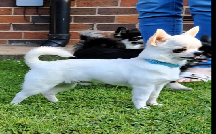 Chihuahua dogs - Advert 1
