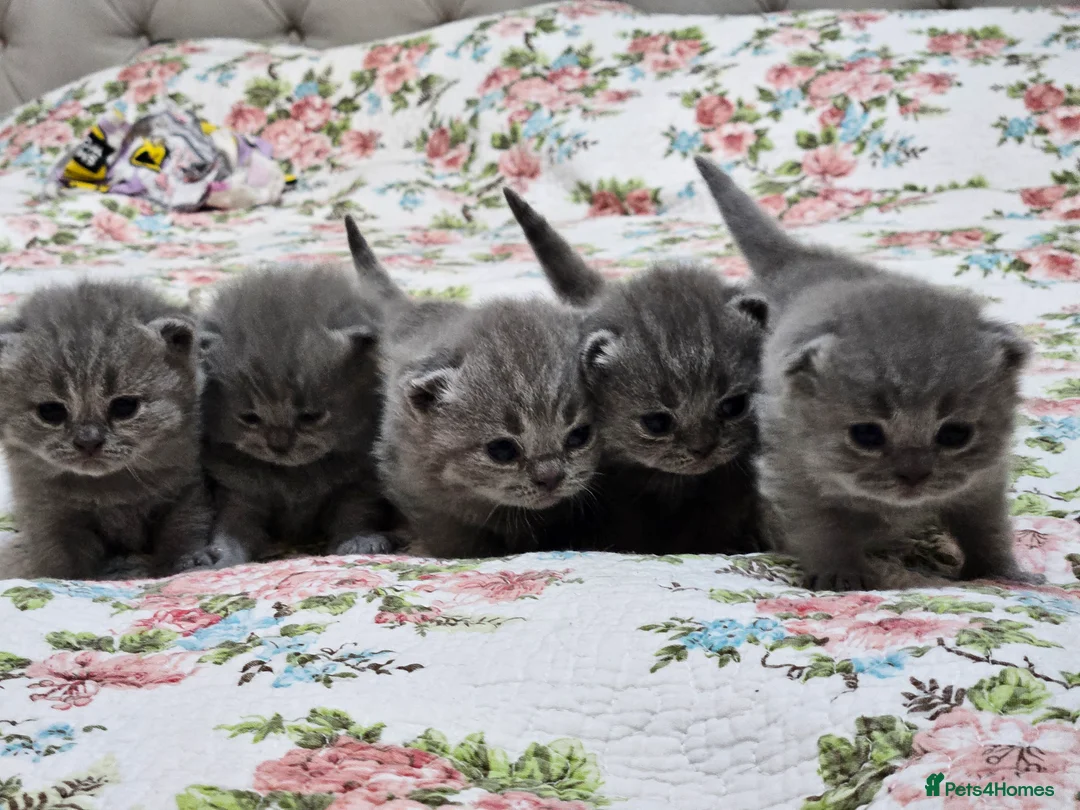 British Shorthair cats for sale: Champion British Shorthair Kittens GCCF Pure Breed - Advert 3