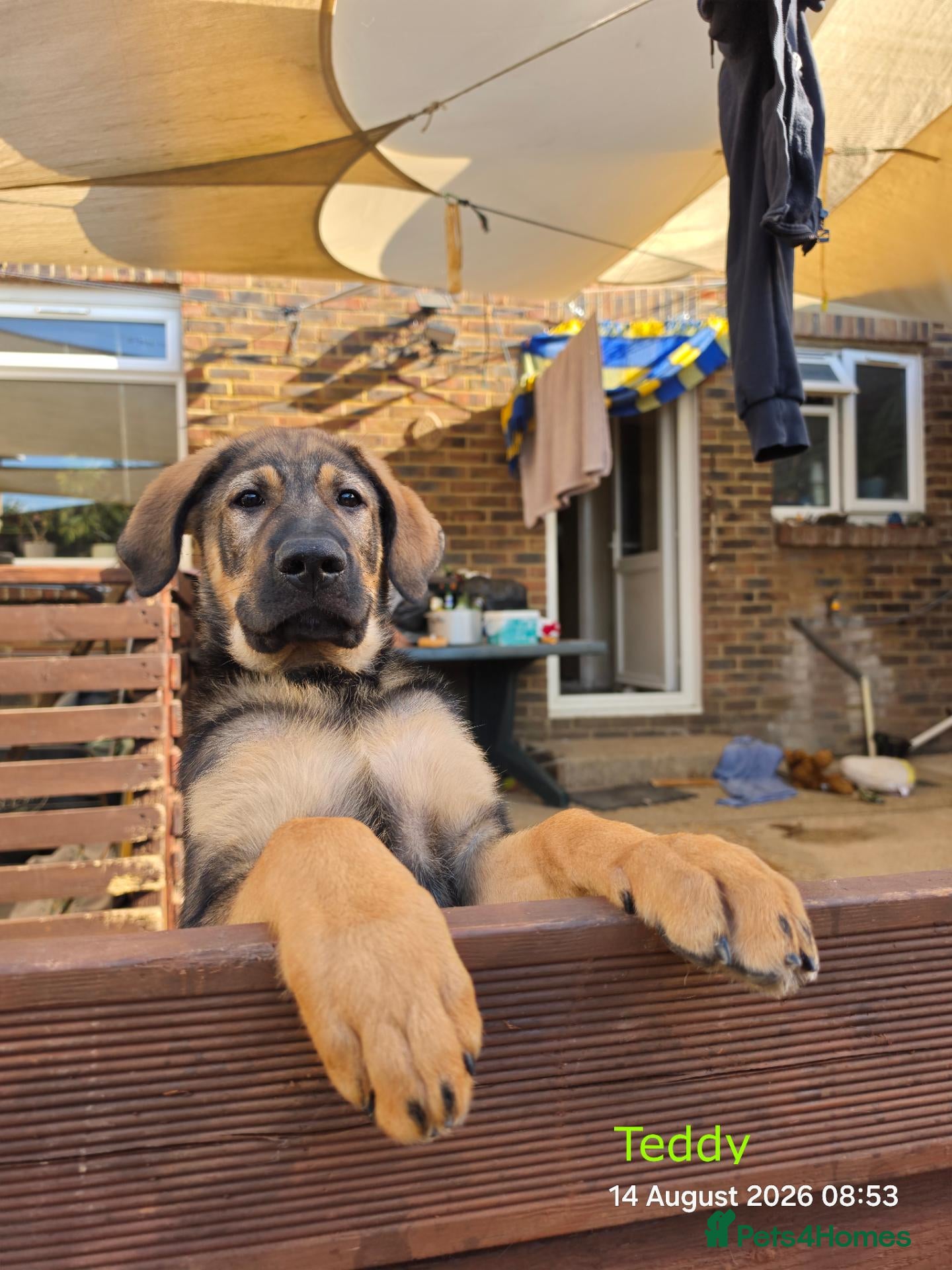 Mixed Breed dogs Stunning German Shepherd,Australian Kelpie Puppies - Advert 2