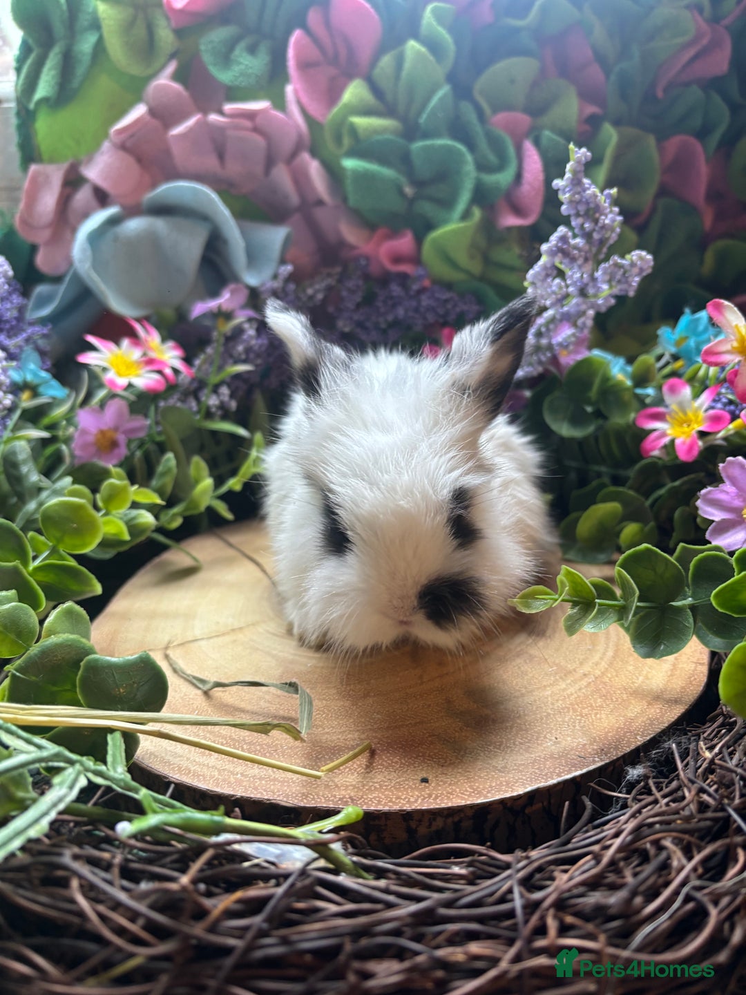 Mini Lion Lop rabbits for sale: Mini lion lops  - Advert 4