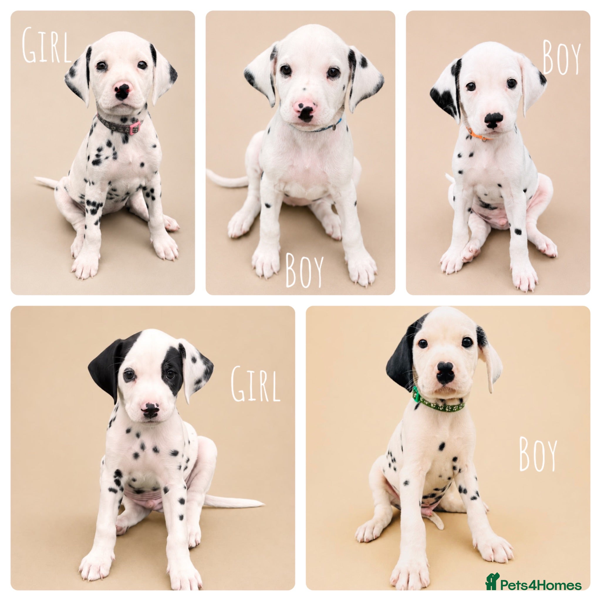 Dalmatian dogs 100% Full hearing Litter - KC Dalmatian Puppies - Advert 3